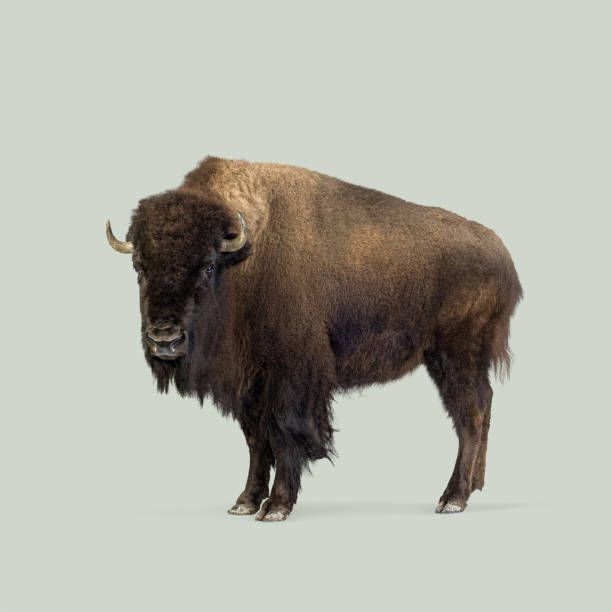 Powerful american bison standing against a light green background, showcasing its thick fur and imposing horns