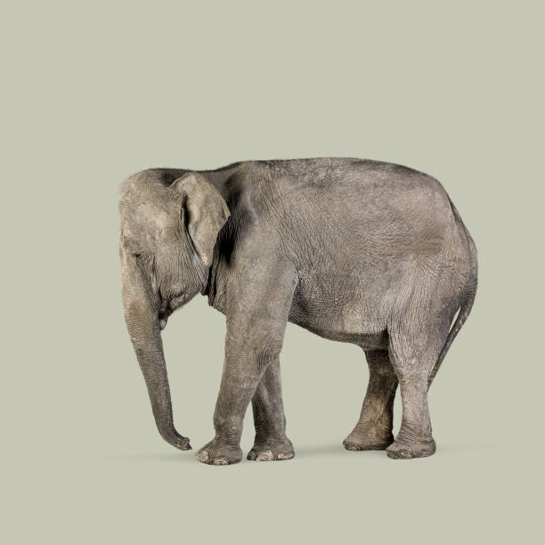 istock Full-length view of an indian elephant standing against a plain green backdrop 2204312754