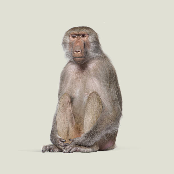 Studio shot of a baboon sitting against a white background, looking directly at the camera