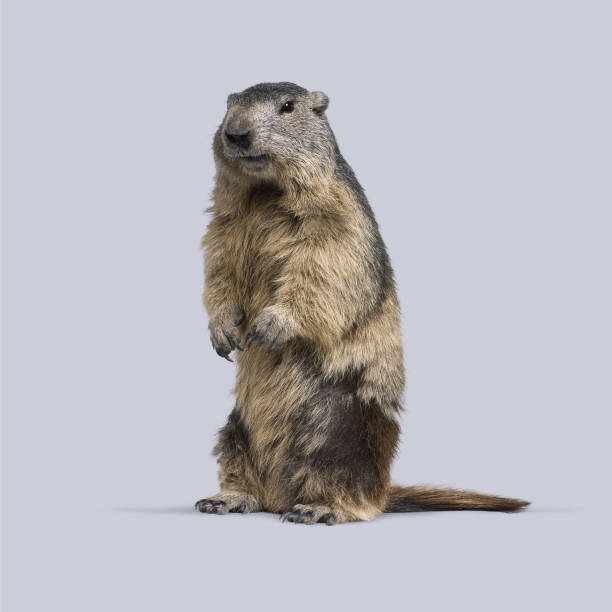 3D rendering illustration of a cute groundhog. An image dedicated to Groundhog Day in February.
