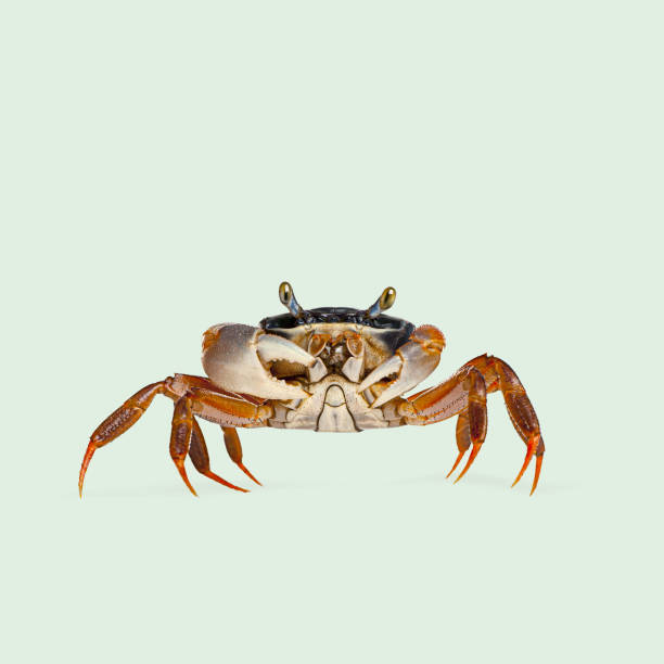 istock Small crab with orange legs and dark head standing on a light green background 2204312938