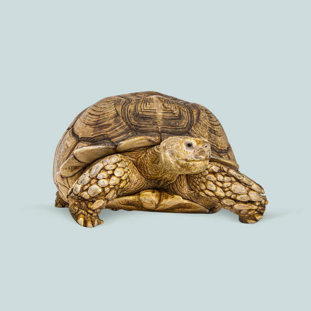istock Sulcata tortoise, centrochelys sulcata, also known as the african spurred tortoise, is walking on a light blue background 2204312949