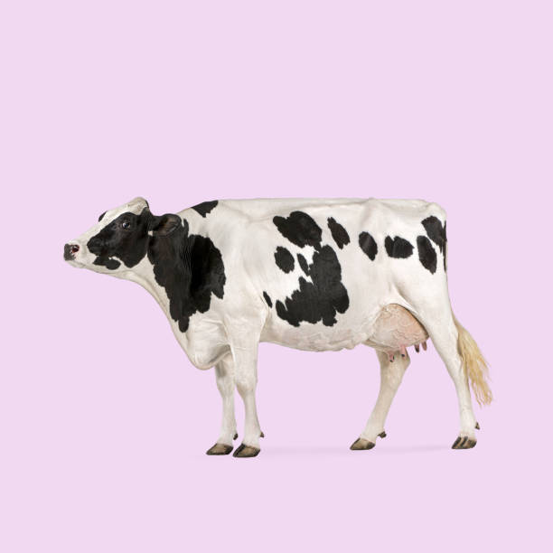 Domestic Cattle, Dairy Cattle, Cattle, Animal, Mammal, Field, Dairy Farm, Meadow, Pasture