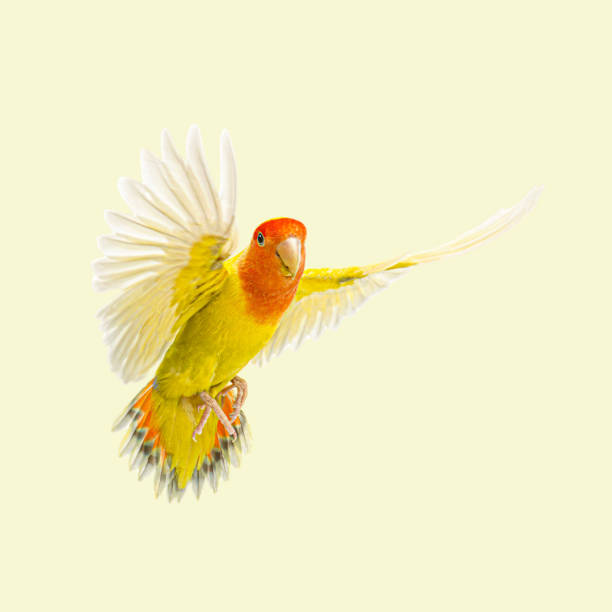 istock Rosy-faced lovebird with spread wings, flying and looking at camera 2204312972
