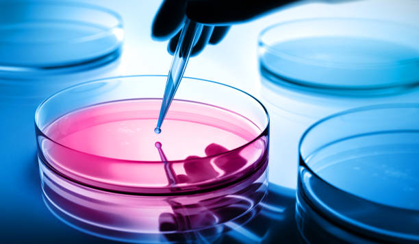 istock Petri dishes in the laboratory with pipette 2204313016