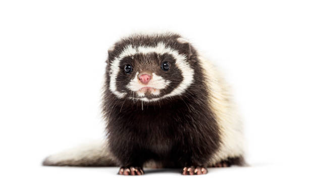 istock Ferret-badger sitting and looking at camera, isolated on white 2204313033