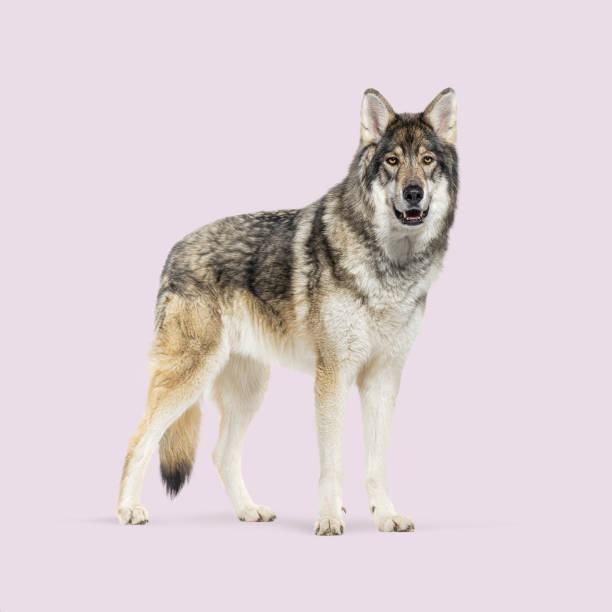 istock Studio shot of a magnificent wolfdog standing against a soft purple backdrop 2204313035