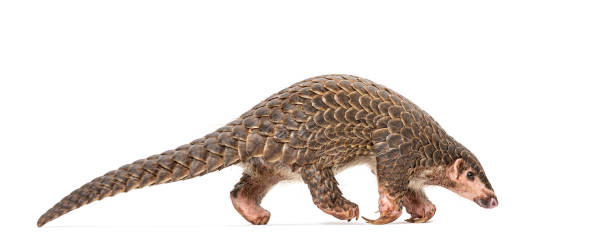 istock Sunda pangolin, also known as the malayan or javan pangolin, walking on a white background 2204313036
