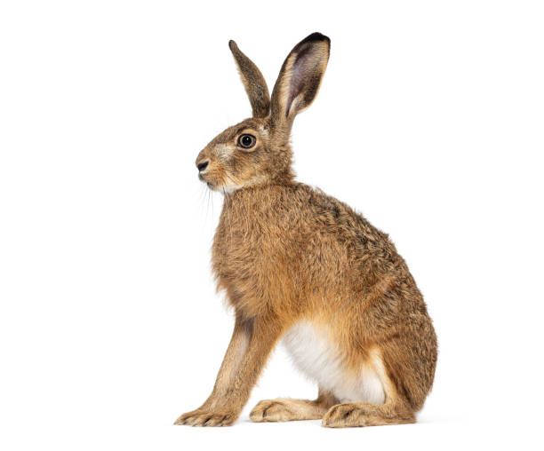 istock European hare or brown hare (lepus europaeus) sitting and looking away, isolated on white 2204313175