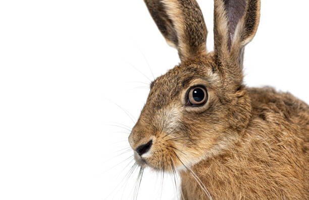 istock European hare looking away on white background 2204313273