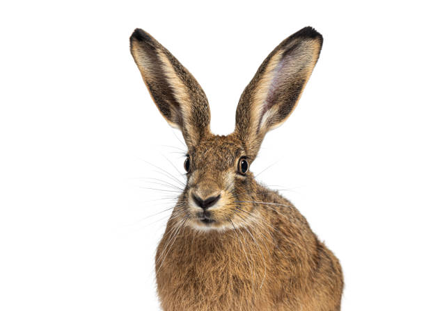 istock European hare or brown hare (lepus europaeus) looking at the camera on white background 2204313336