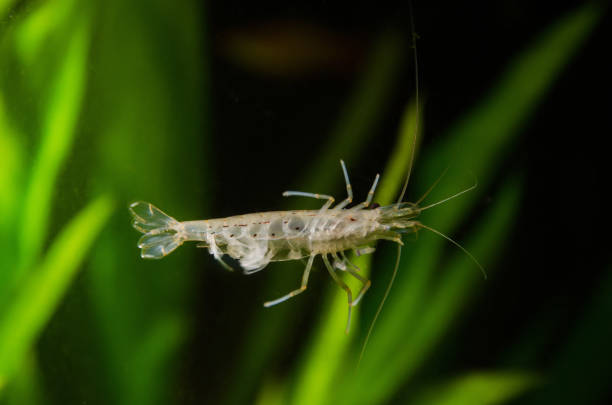 istock Shrimp kept in an aquarium 2204313956