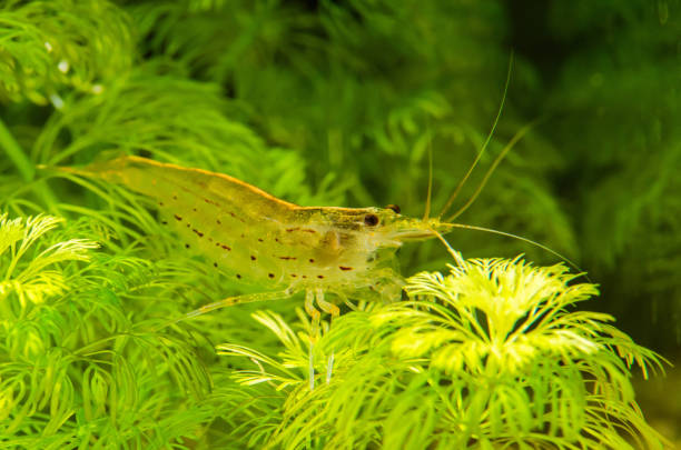 istock Shrimp kept in an aquarium 2204313959
