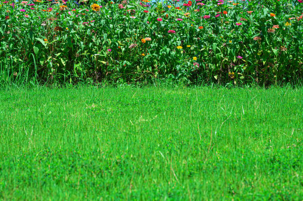 Flowers garden in springtime