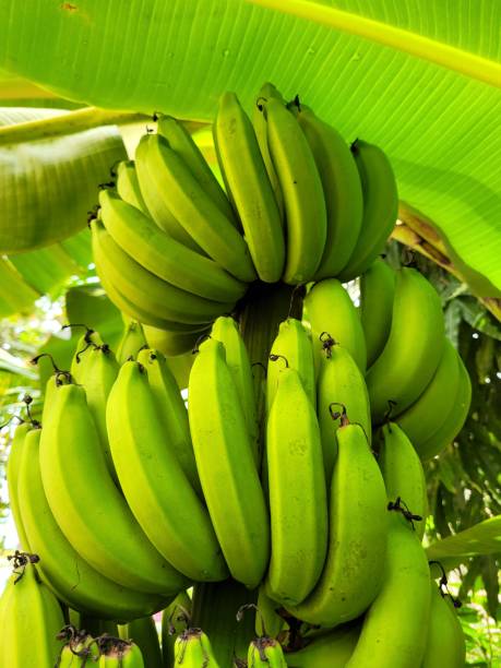 istock A branch of fresh ripe banana fruit on the tree 2204314993