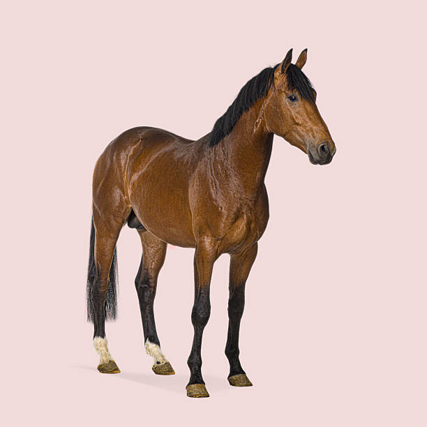 Race horse, fighting to win a derby.