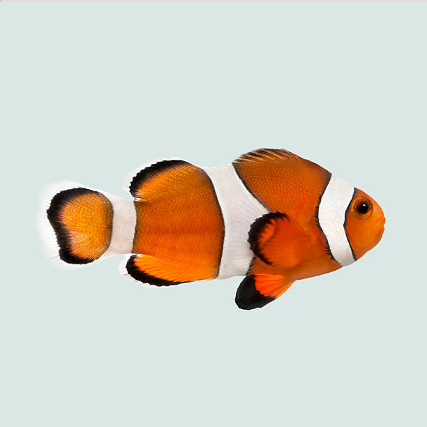istock Vibrant ocellaris clownfish, also known as percula clownfish, gracefully navigating a serene aquatic environment 2204316623