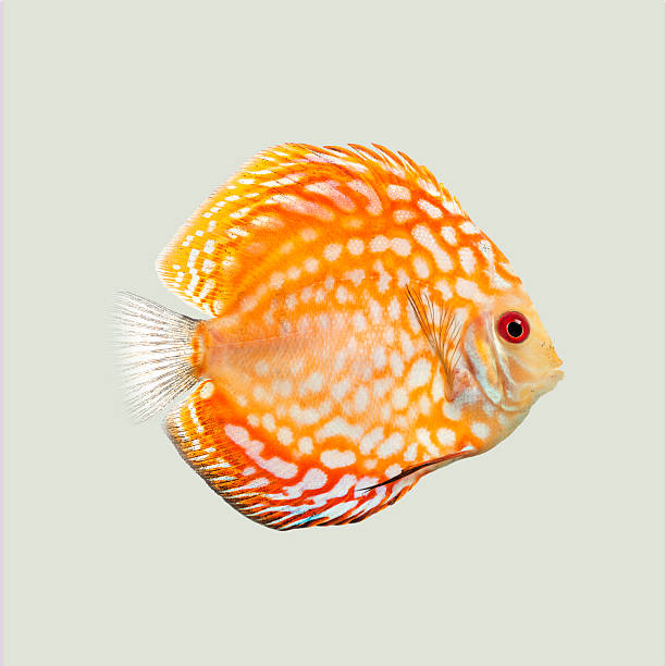 istock Orange and white discus fish swimming underwater against a light green background 2204316631