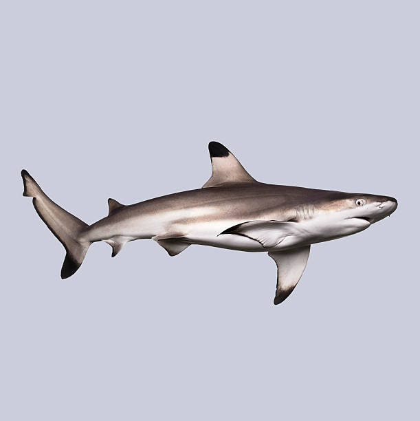 Blacktip reef shark swimming peacefully in clear water