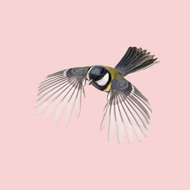 istock Great tit with wide open wings flying on a pink background 2204316642