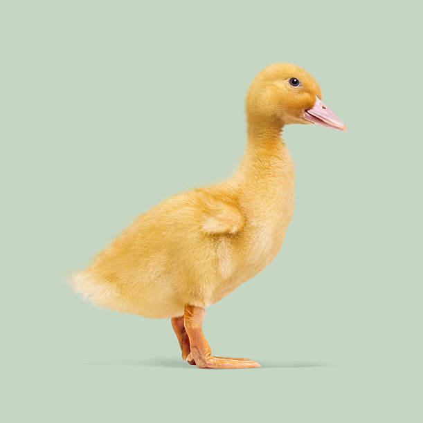 Adorable yellow duckling standing against a light green background, perfect for easter or springtime themes