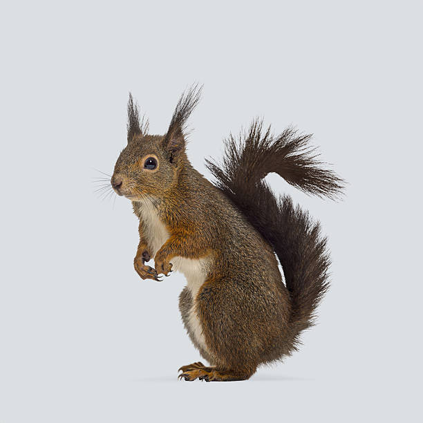istock Curious eurasian red squirrel standing on two legs on a white background 2204316647