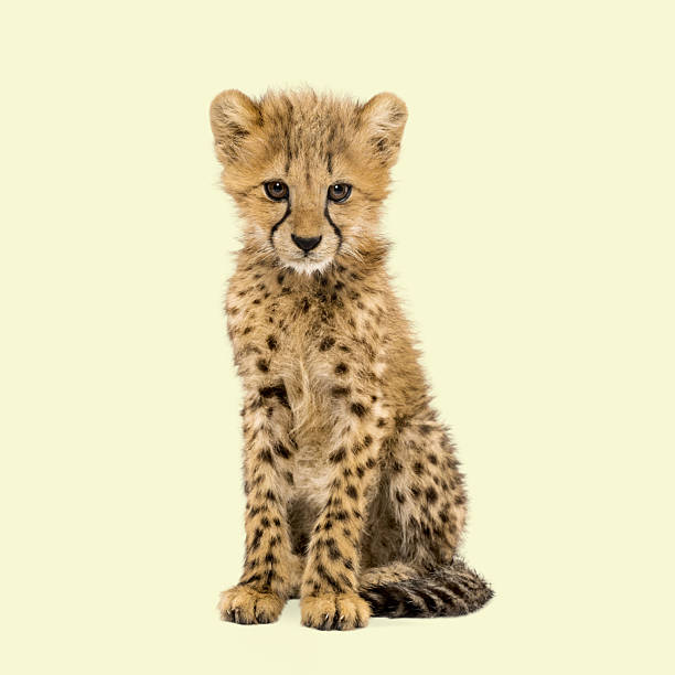 Close look at a cheetah cub.