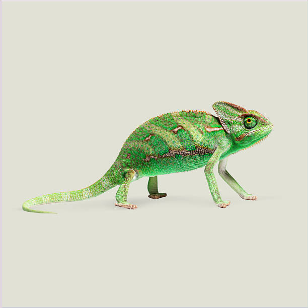 A chameleon is a small slow-moving Old World lizard with a prehensile tail, long extensible tongue, protruding eyes that rotate independently, and a highly developed ability to change color.