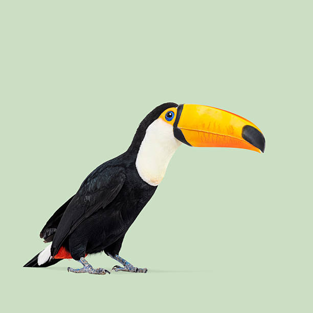Studio shot of a toco toucan bird looking sideways on a light green background