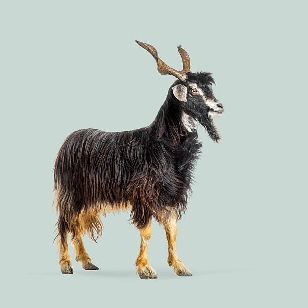 Goat closeup