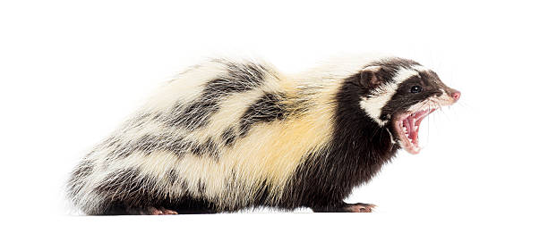 istock Common striped skunk snarling and showing its teeth on a white background 2204316918