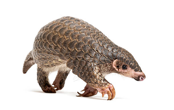 Full length view of a pangolin walking on a white background