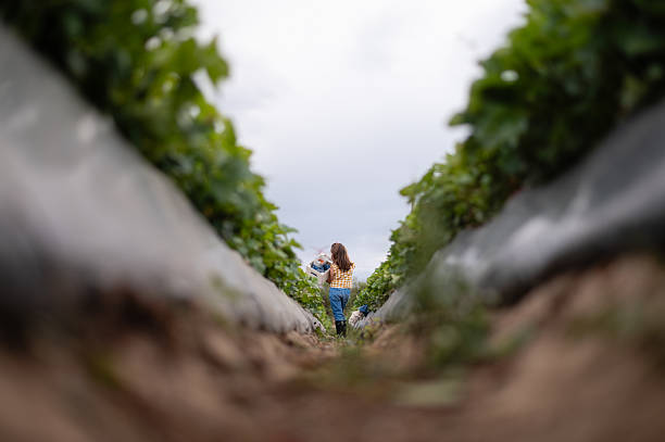 Farmer carrying basket walking between rows of strawberry plants covered with plastic film