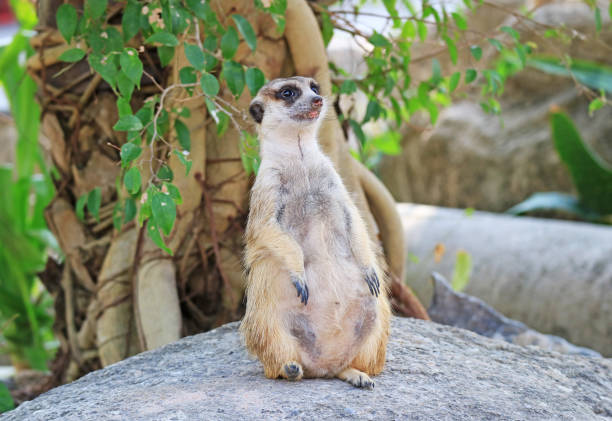 A meerkat standing on a rock, a small mongoose which remain continually alert native to southern Africa