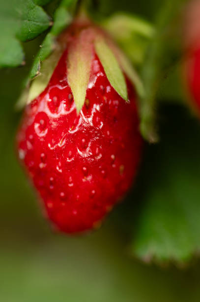 Close-up of a vibrant red strawberry ripening on a green plant, showcasing the freshness and beauty of nature's bounty