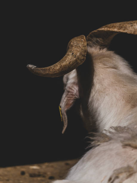 istock cute goat on the farm 2204321419