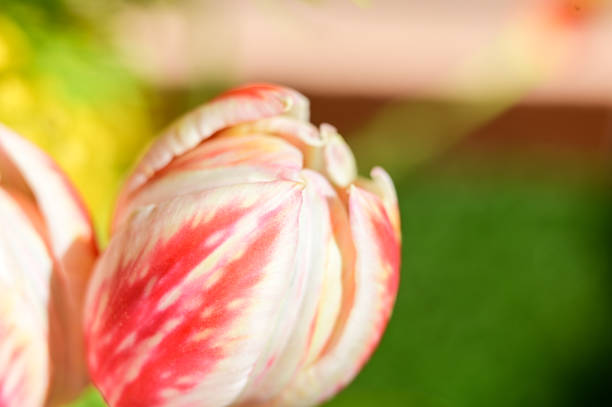 Tulip part close up.