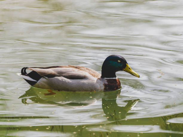 istock a cute duck in the lake 2204321893