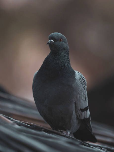 istock a pigeon on the roof 2204322661