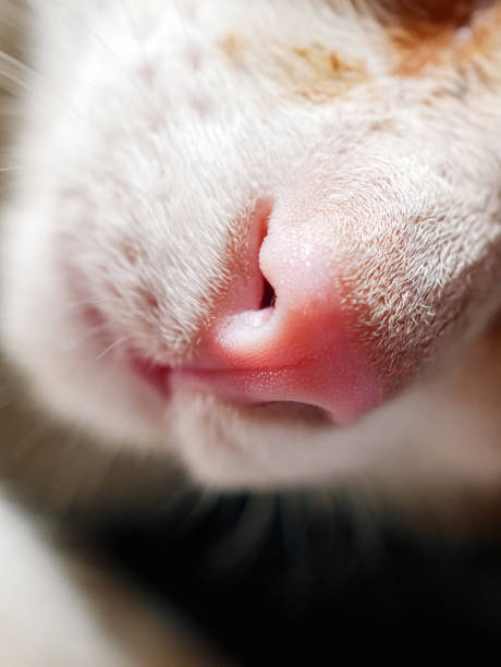 istock Macro shot of pink nose orange tabby cat 2204322843