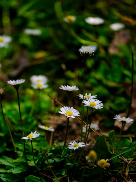 beautiful daisies in the nature