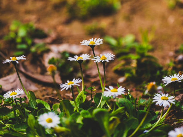 beautiful daisies in the nature
