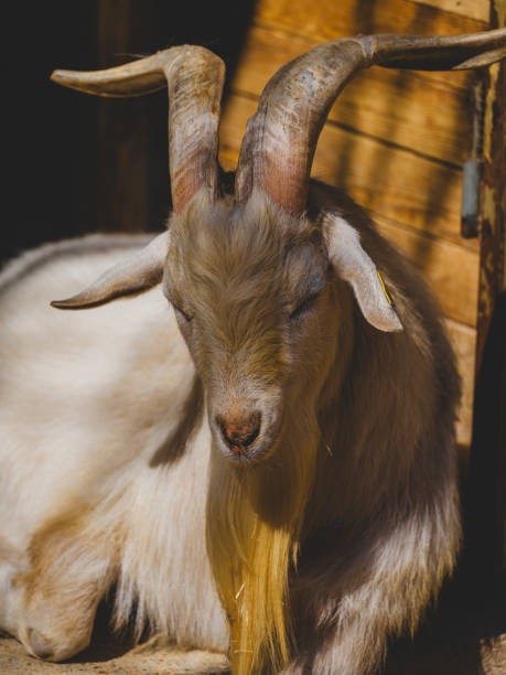 istock cute goat on the farm 2204323978