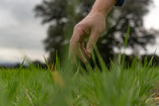 istock A farmer examining the progress of a vibrant winter cereal crop. 2204323983