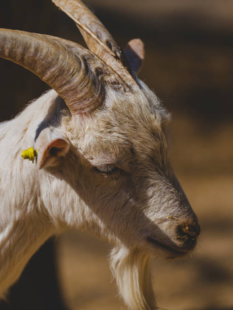 istock a beautiful goat on the farm 2204324095