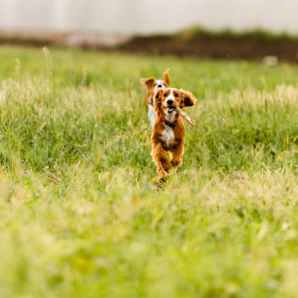 istock Young ginger spaniel y running in a green field and playing with a stick 2204324666