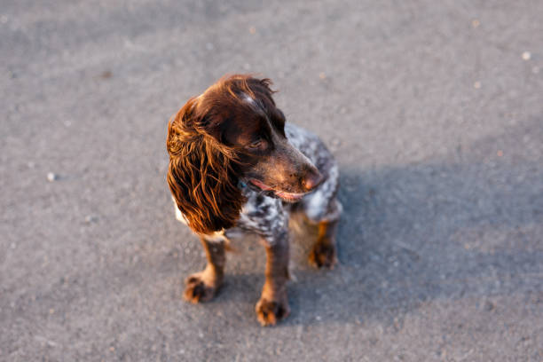 A headshot of a female cocker spaniel sitting in the garden of a gun-dog kennels in North East England. She is looking away from the camera with a blank expression and in the background is a hedge and lawn, out of focus.\n\nVideos similar to this scenario available.