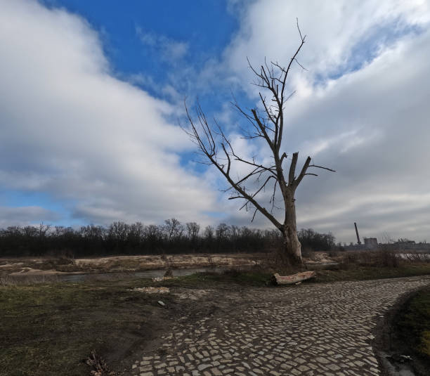 istock Dry trunk of a dead tree with branches without leaves, a dead tree on the river bank. Ecological landscape. 2204325501
