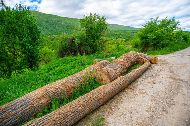 Dirt mountain road with trunks aside   on Suva Planina in eastern Serbia
