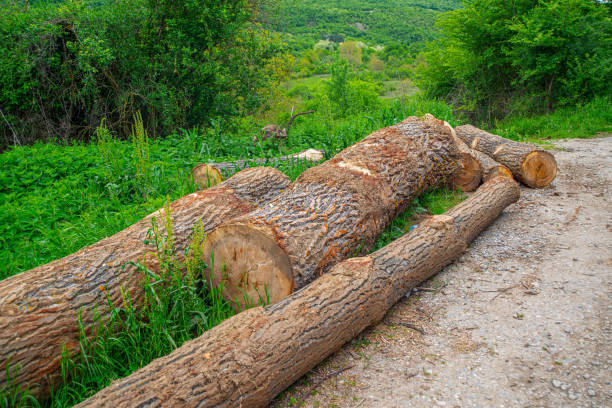Dirt mountain road with trunks aside   on Suva Planina in eastern Serbia